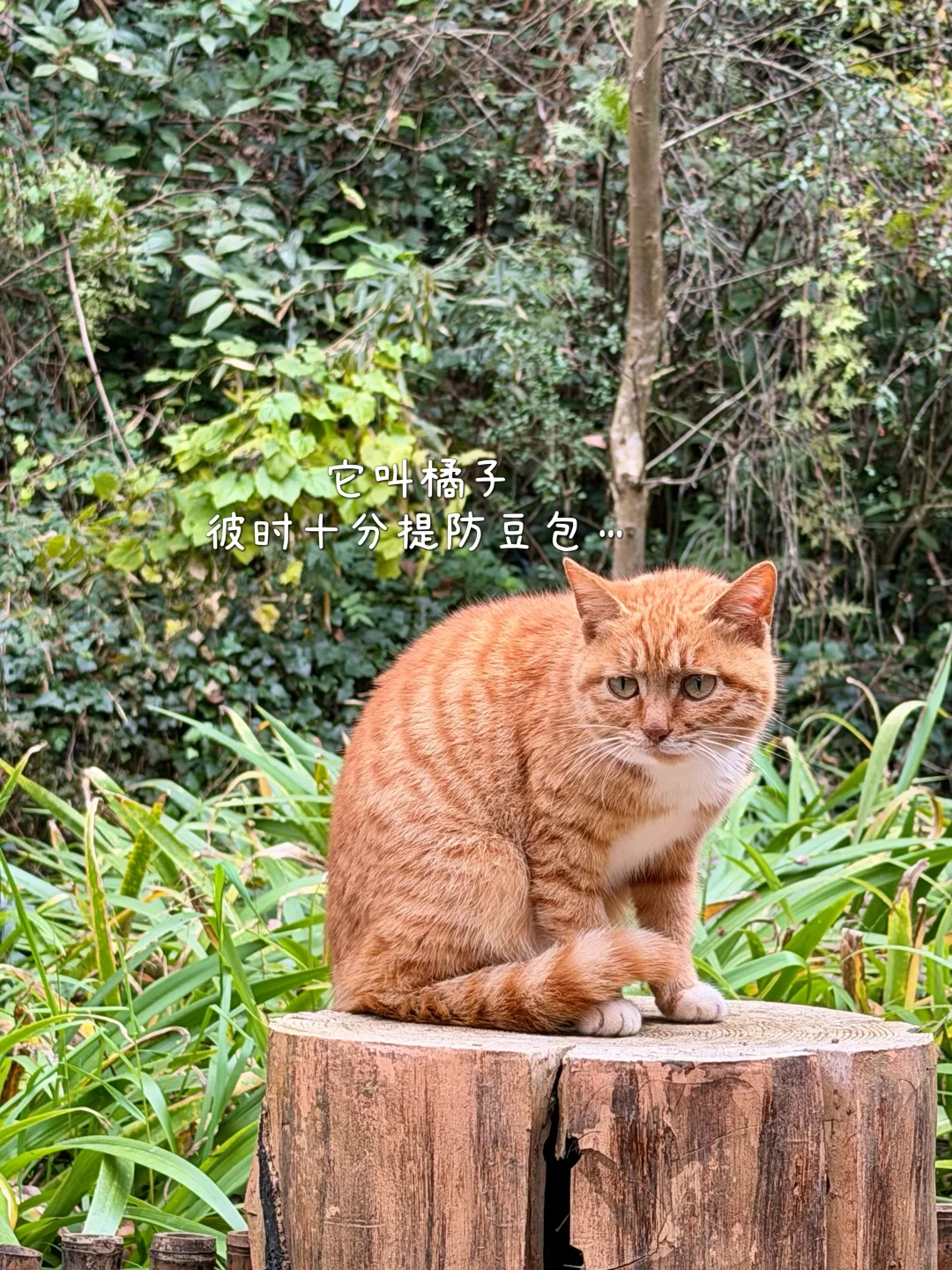 在常德/逃离城市 来世外桃源度过神仙周末🌳