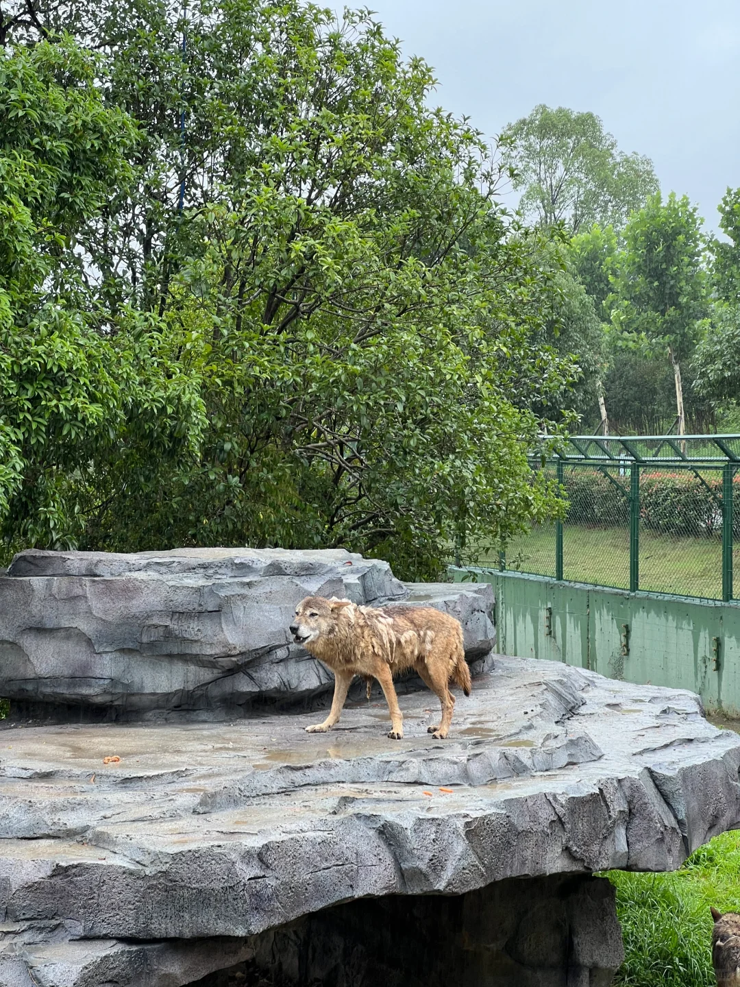 湖南常德野生动物园1日游攻略