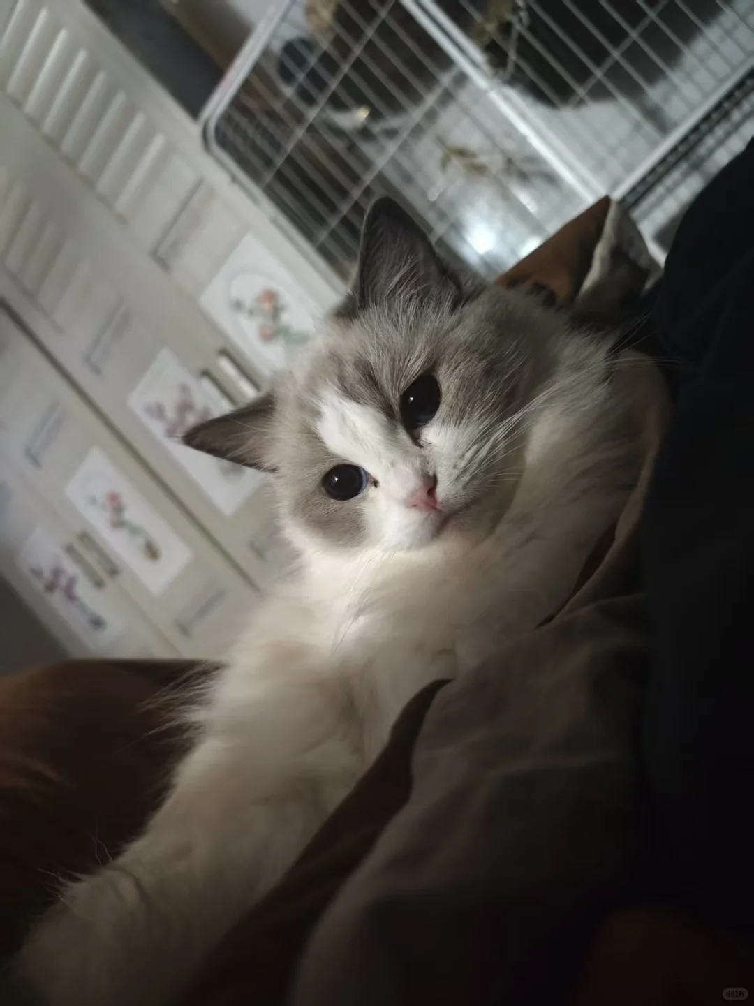 长沙小猫找领养