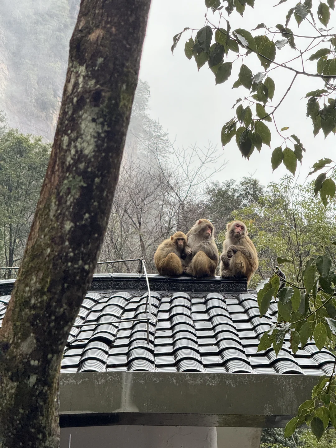張家界國家森林公園#1