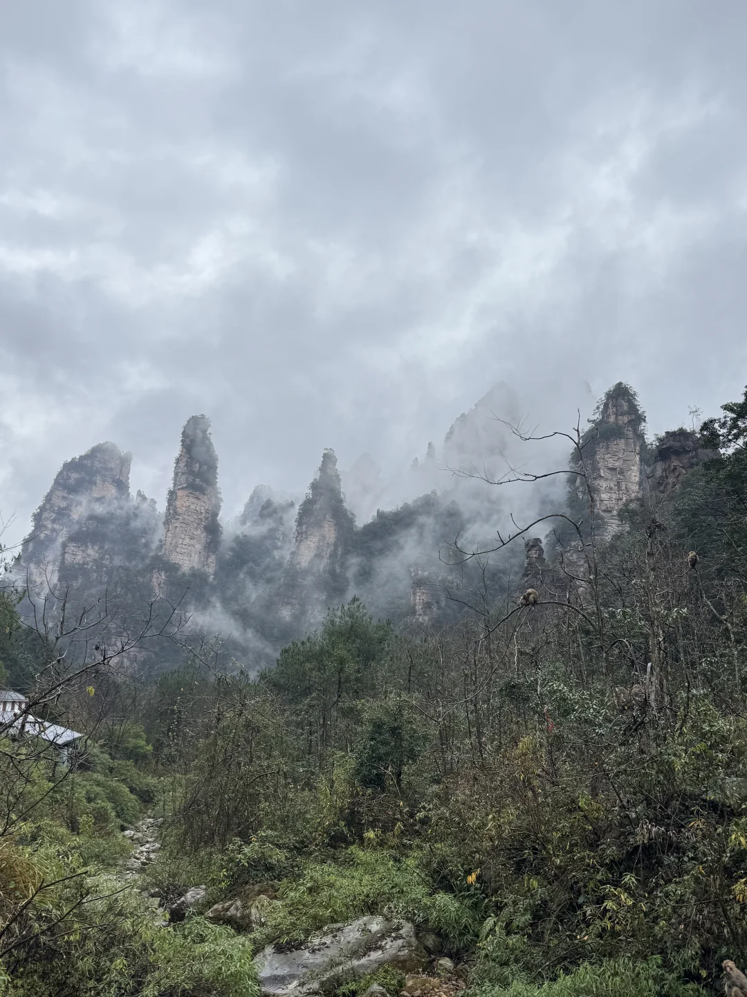 張家界國家森林公園#1