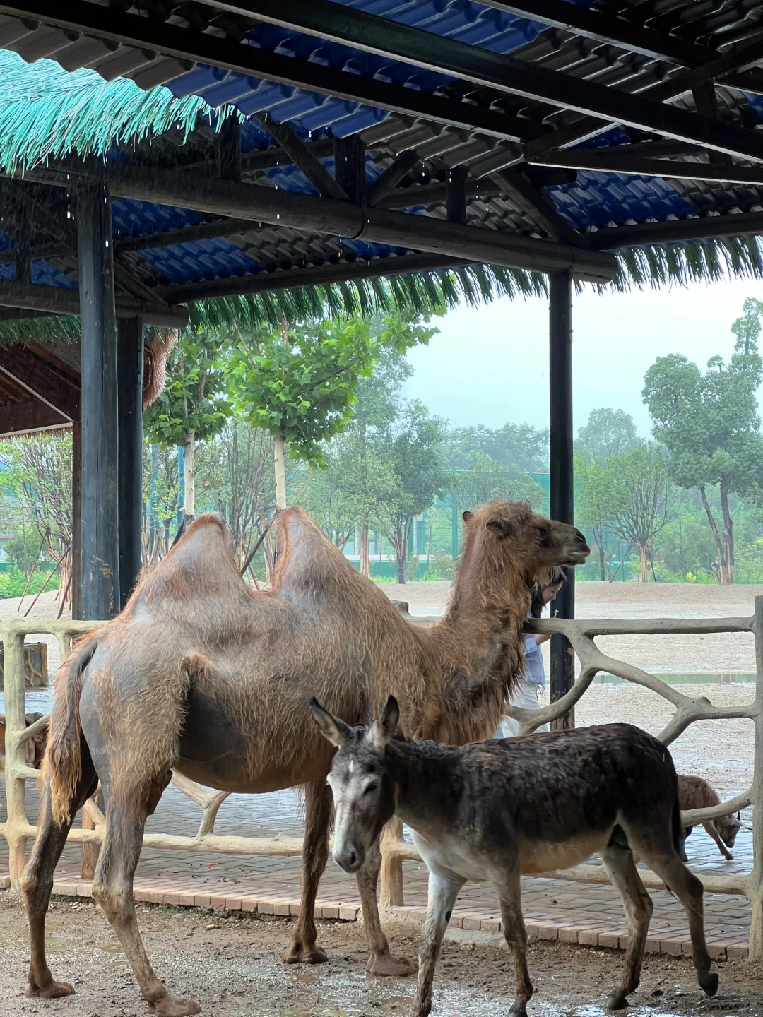 湖南常德野生动物园1日游攻略