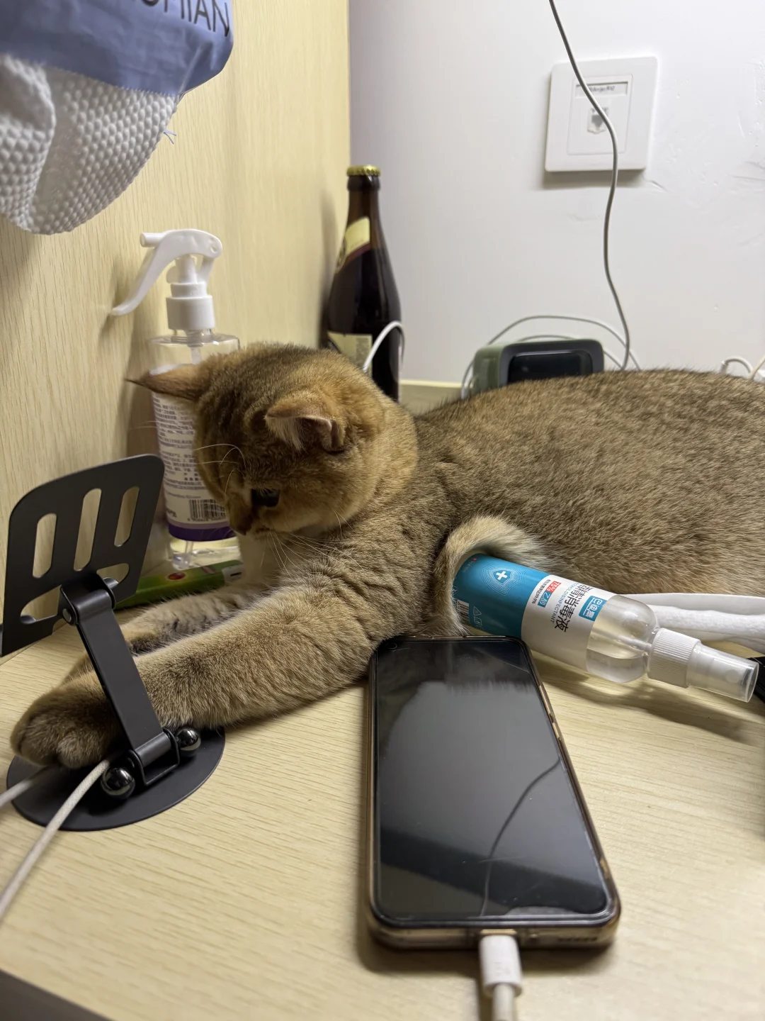 长沙有没有能看上我家猫猫的