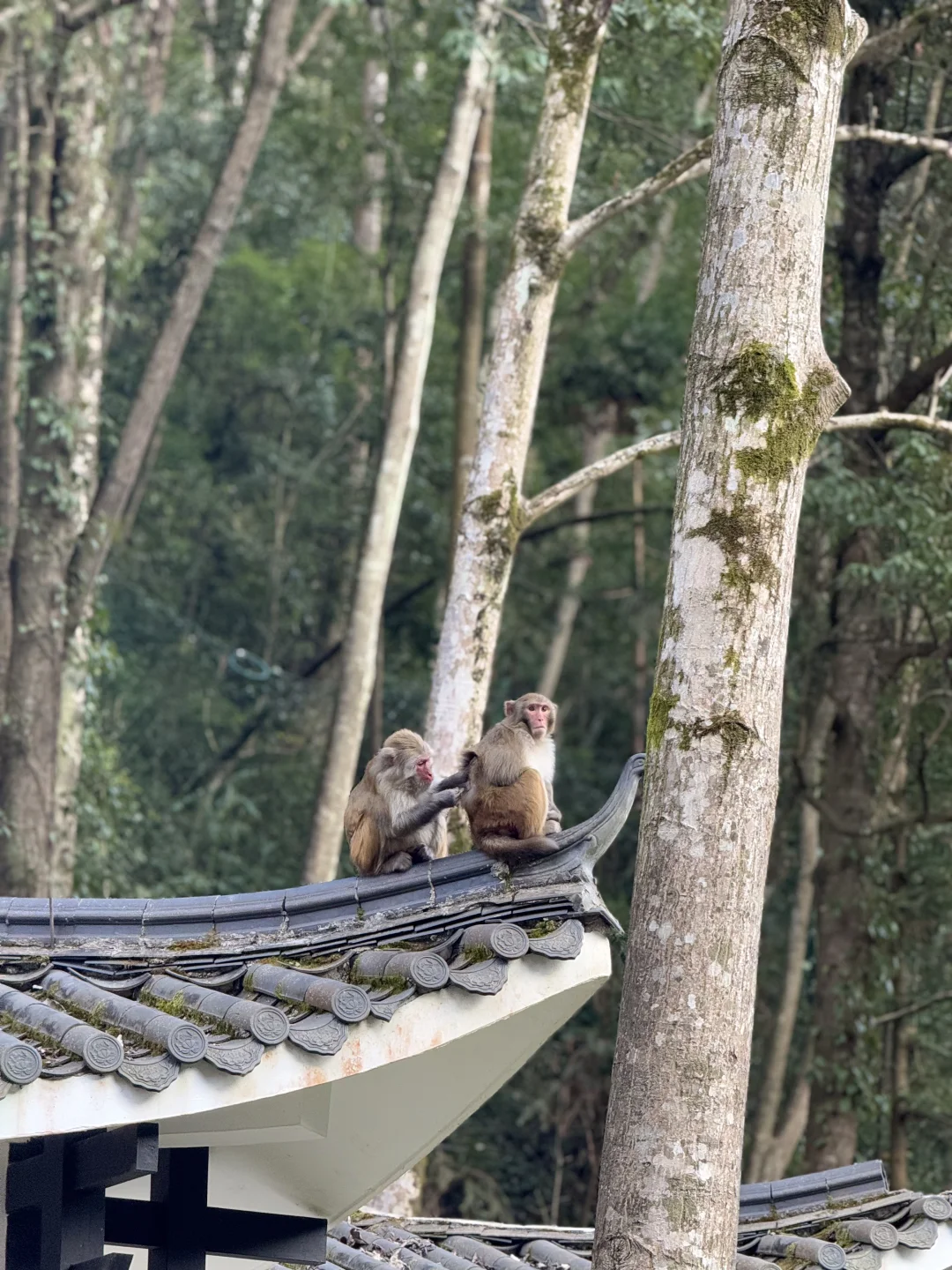 📍𝐙𝐡𝐚𝐧𝐠 𝐉𝐢𝐚 𝐉𝐢𝐞