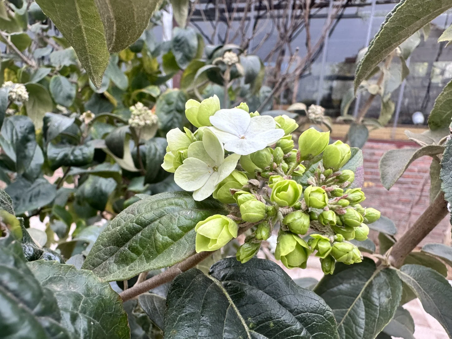 港青方日东常德考察丹州乡艺丹沅“乡间相见