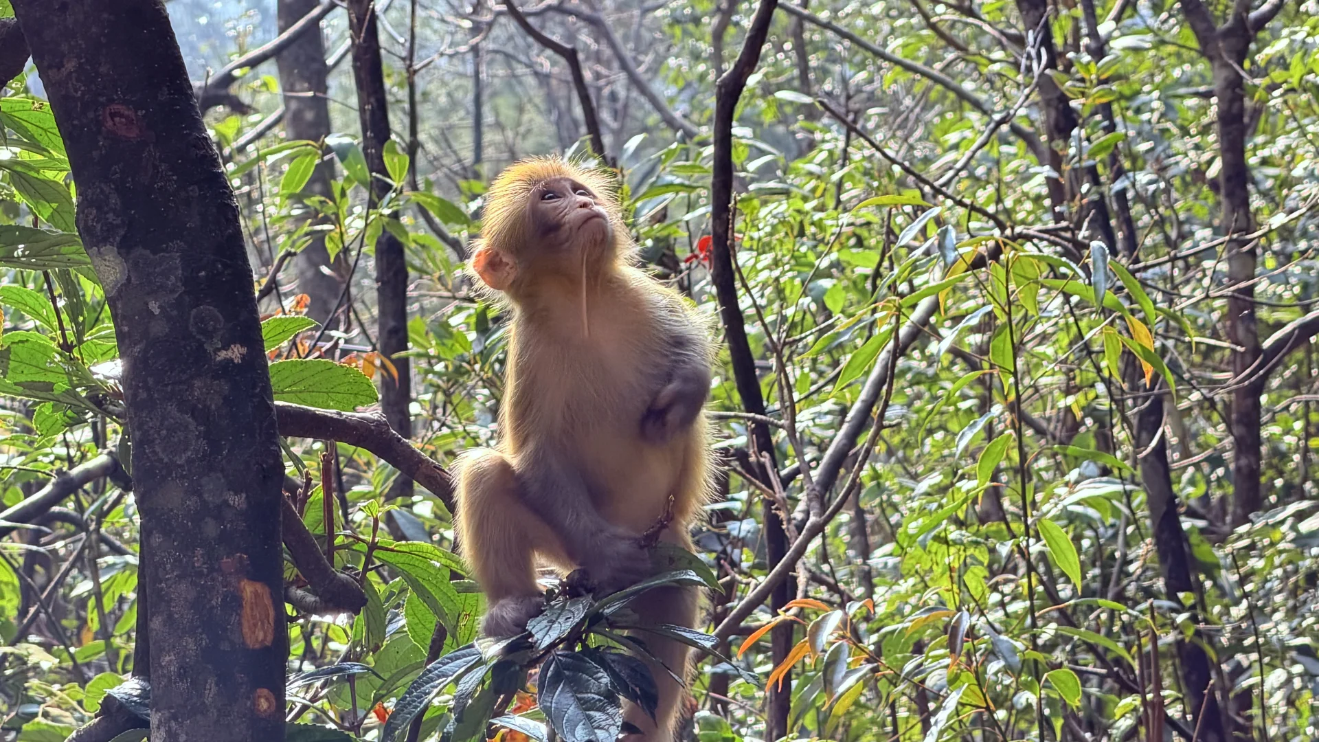 张家界的高山劝退“恐高症患者”