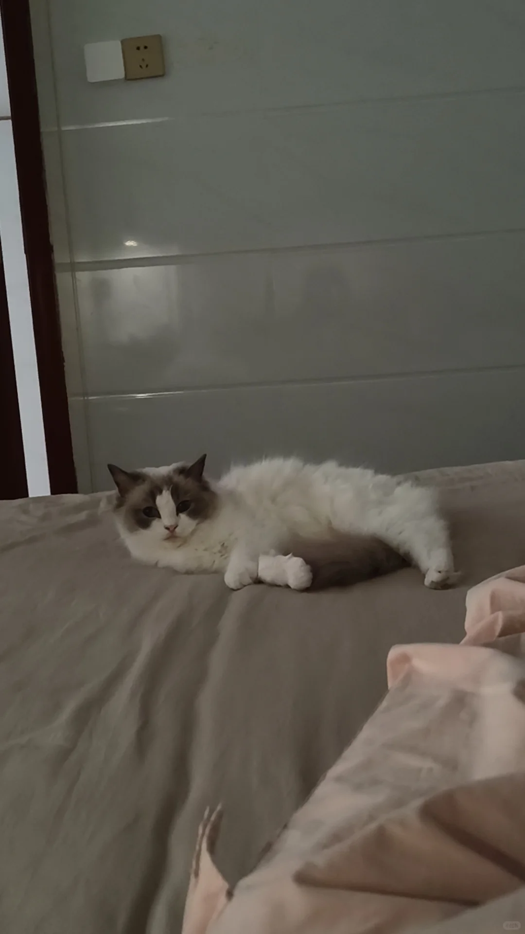 长沙小猫找领养