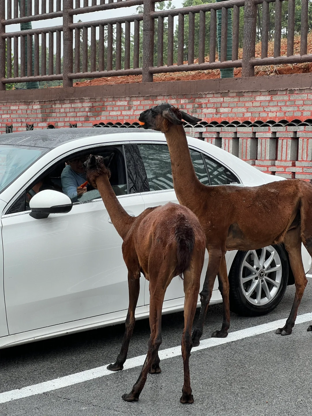 湖南常德野生动物园1日游攻略
