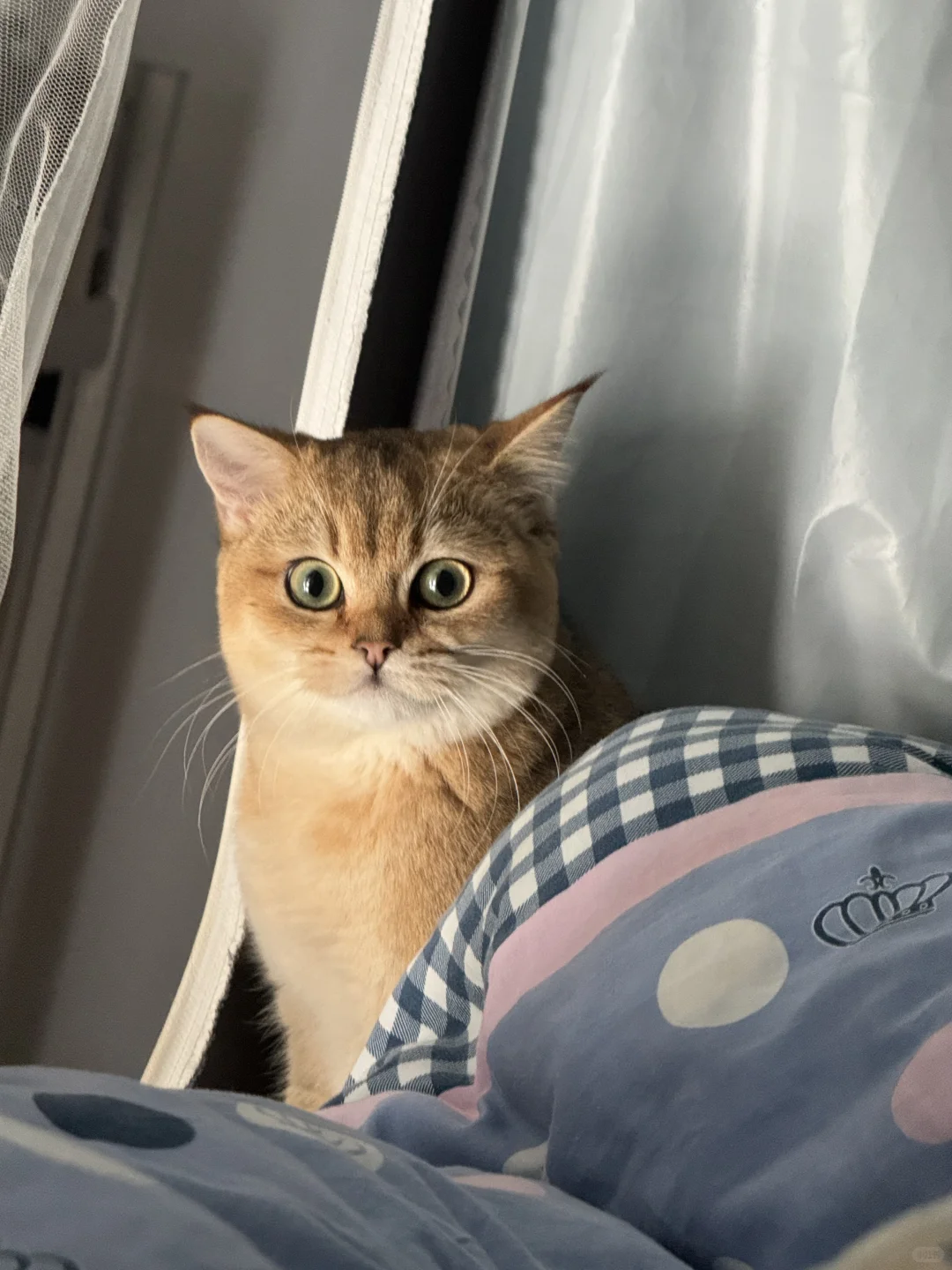 长沙有没有能看上我家猫猫的