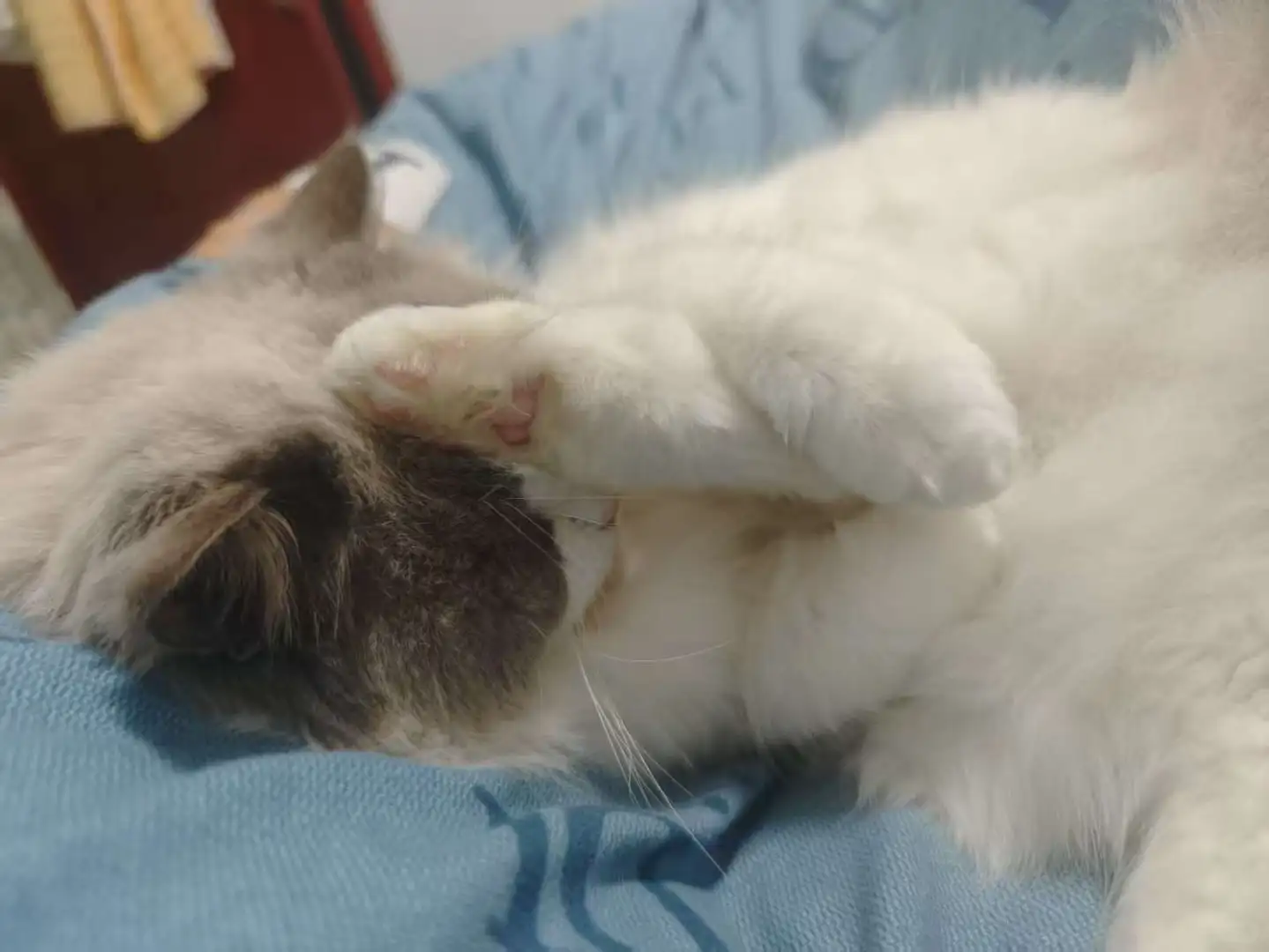 长沙小猫找领养