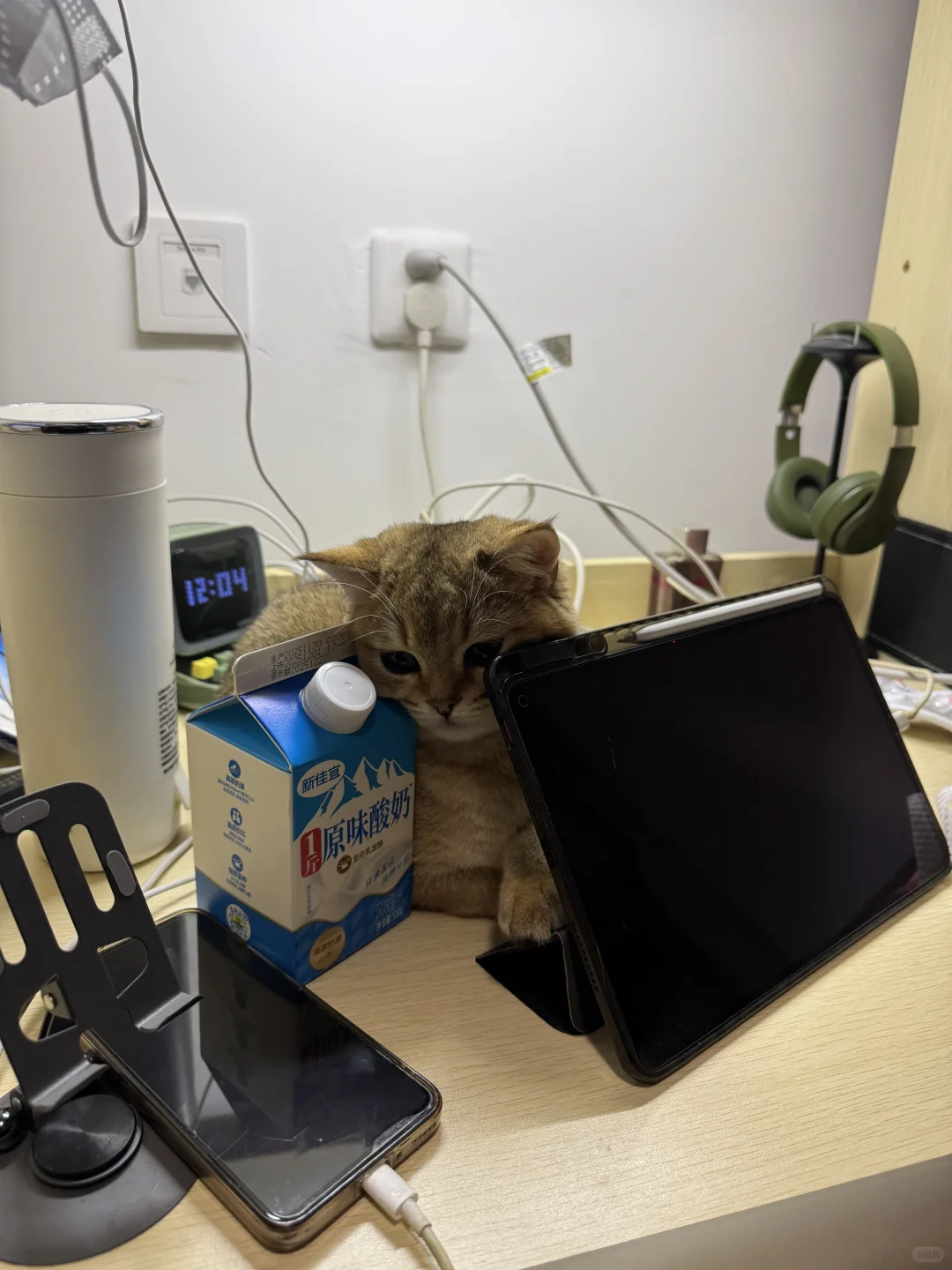 长沙有没有能看上我家猫猫的