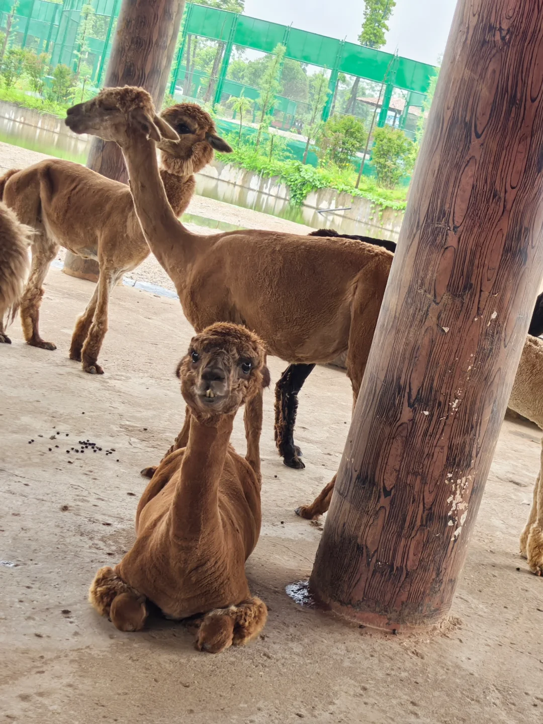 湖南常德野生动物园1日游攻略
