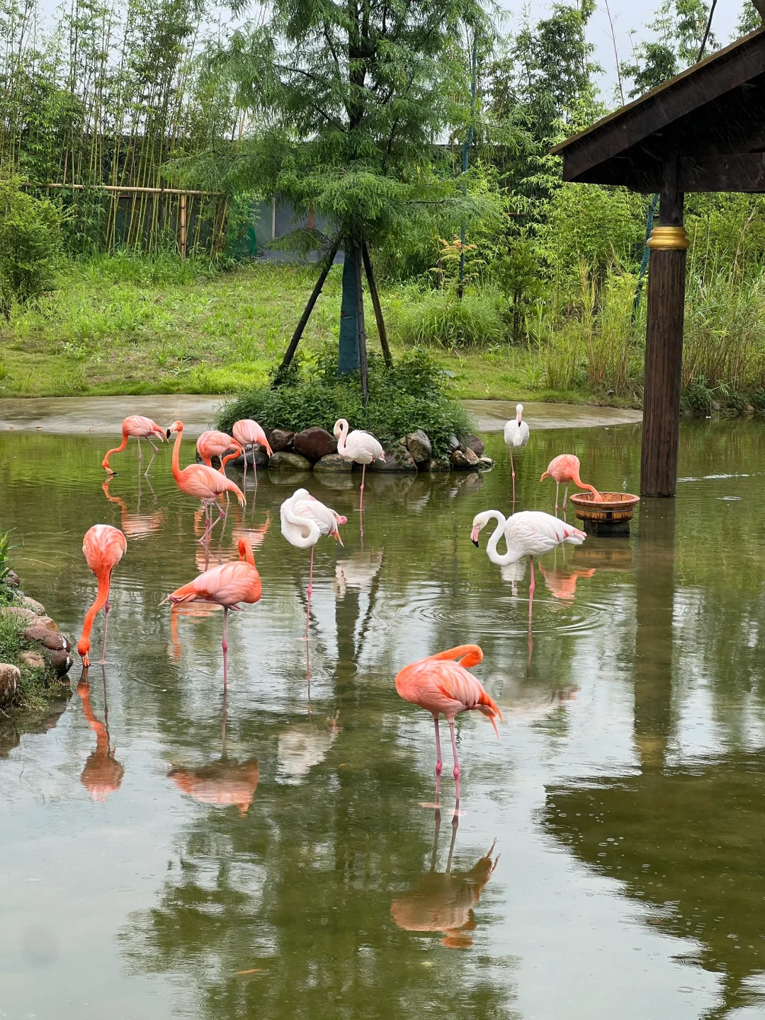 湖南常德野生动物园1日游攻略