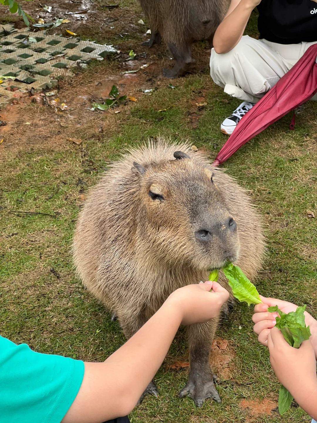 湖南常德野生动物园1日游攻略