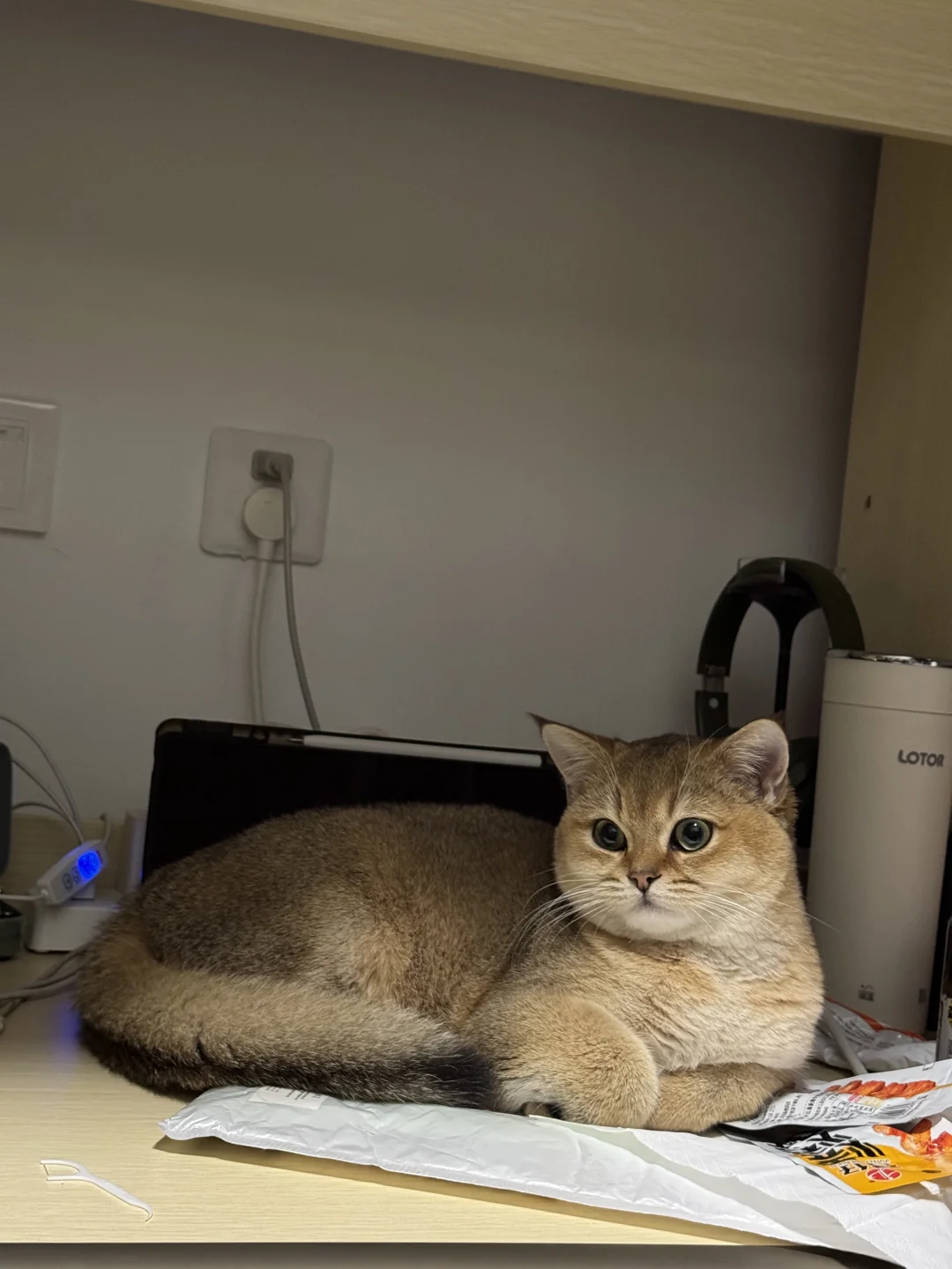 长沙有没有能看上我家猫猫的