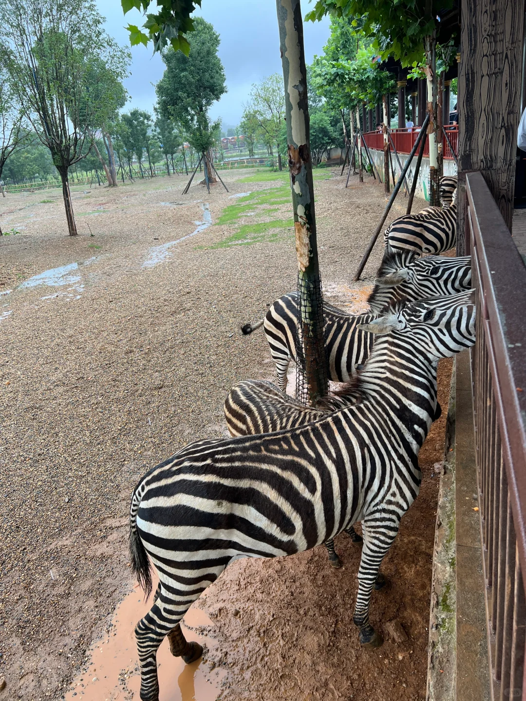 湖南常德野生动物园1日游攻略