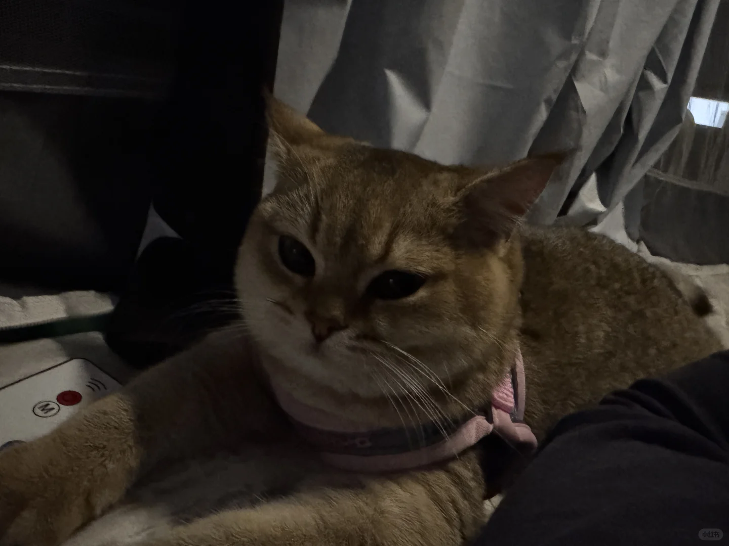 长沙有没有能看上我家猫猫的