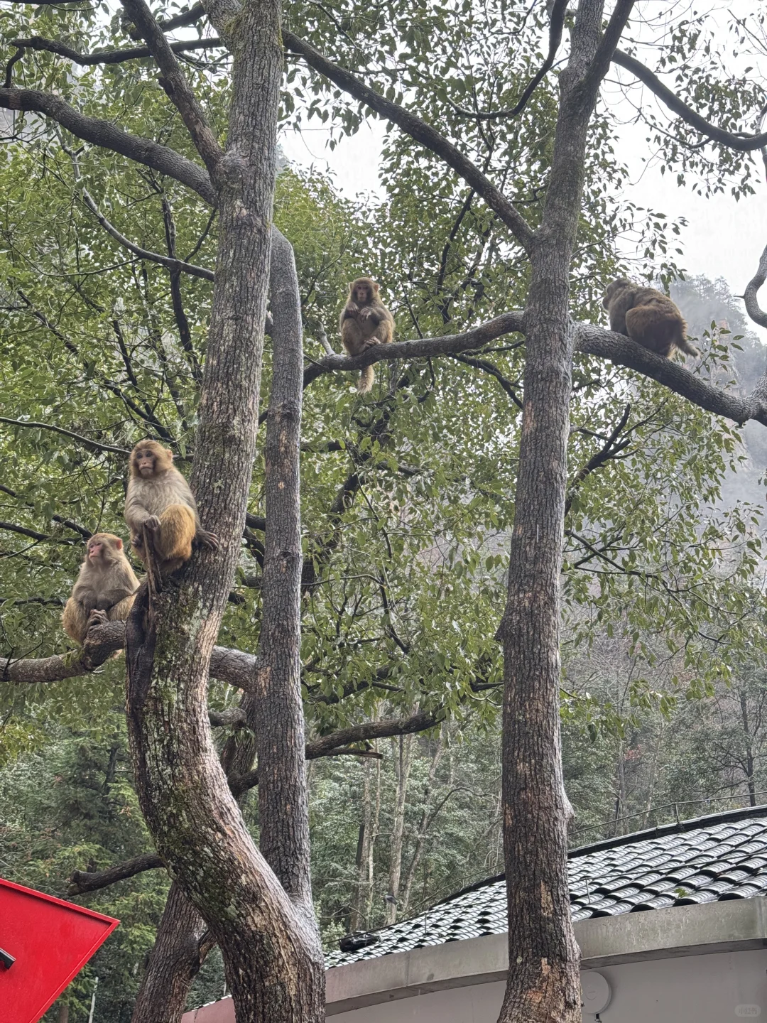 張家界國家森林公園#1