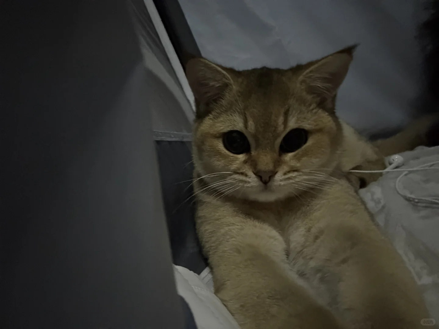 长沙有没有能看上我家猫猫的