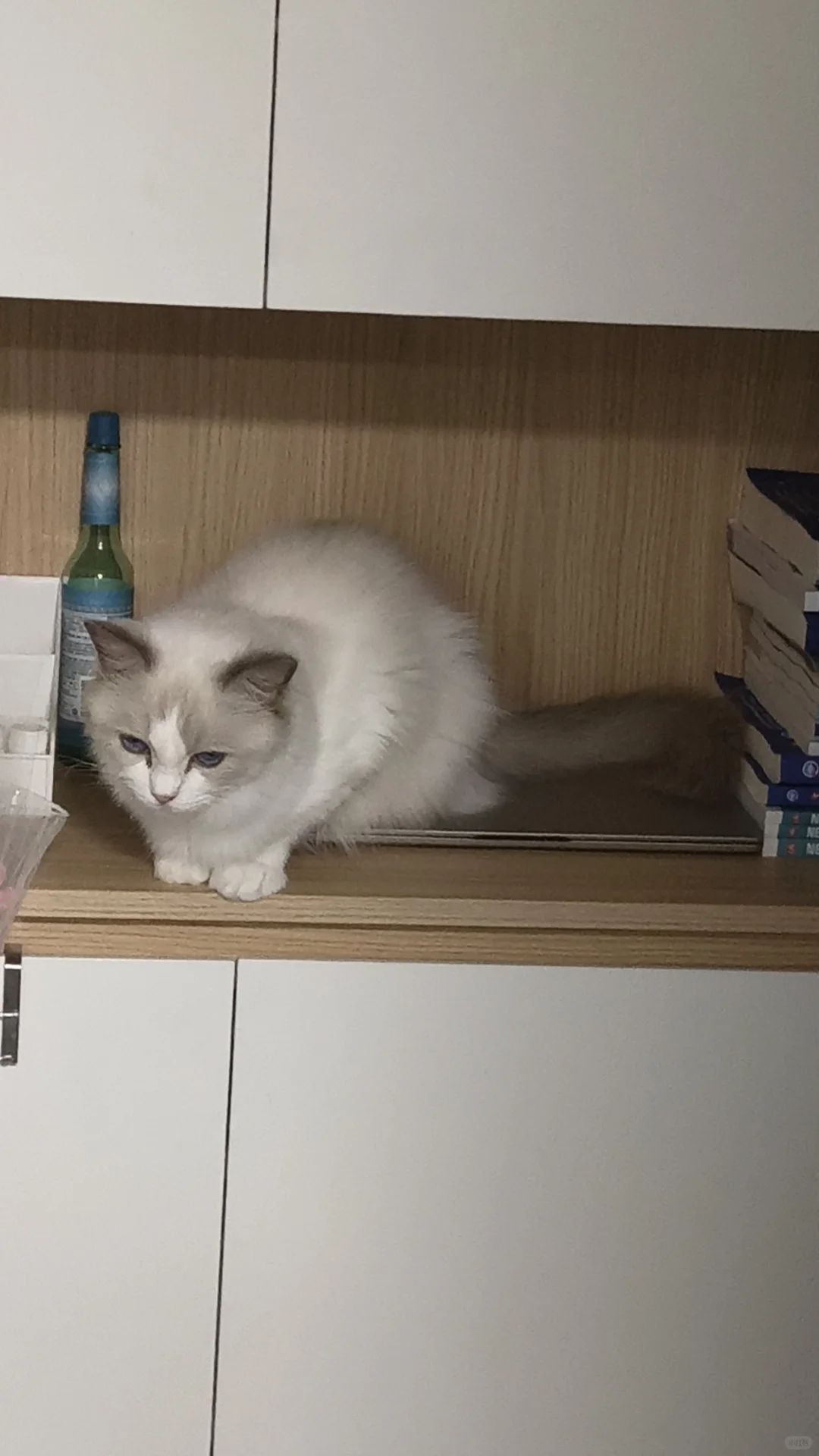 长沙小猫找领养