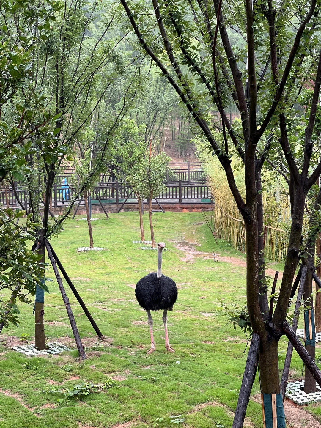 湖南常德野生动物园1日游攻略