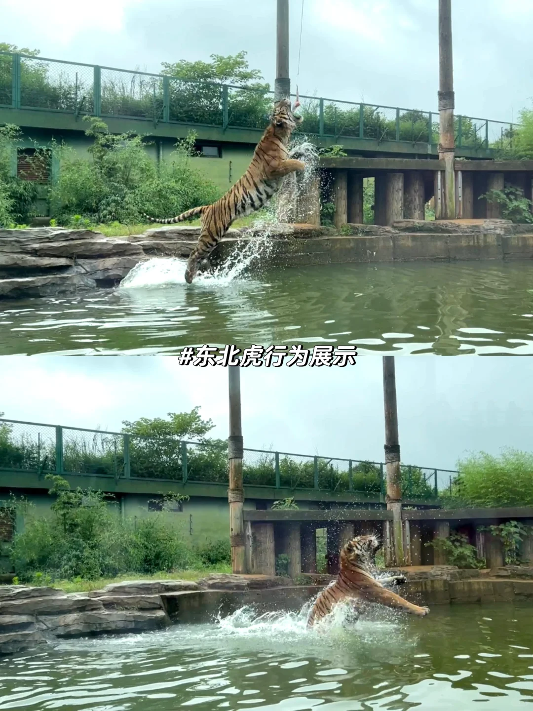 湖南常德野生动物园1日游攻略