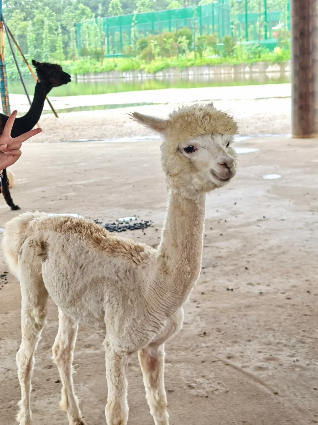 湖南常德野生动物园1日游攻略
