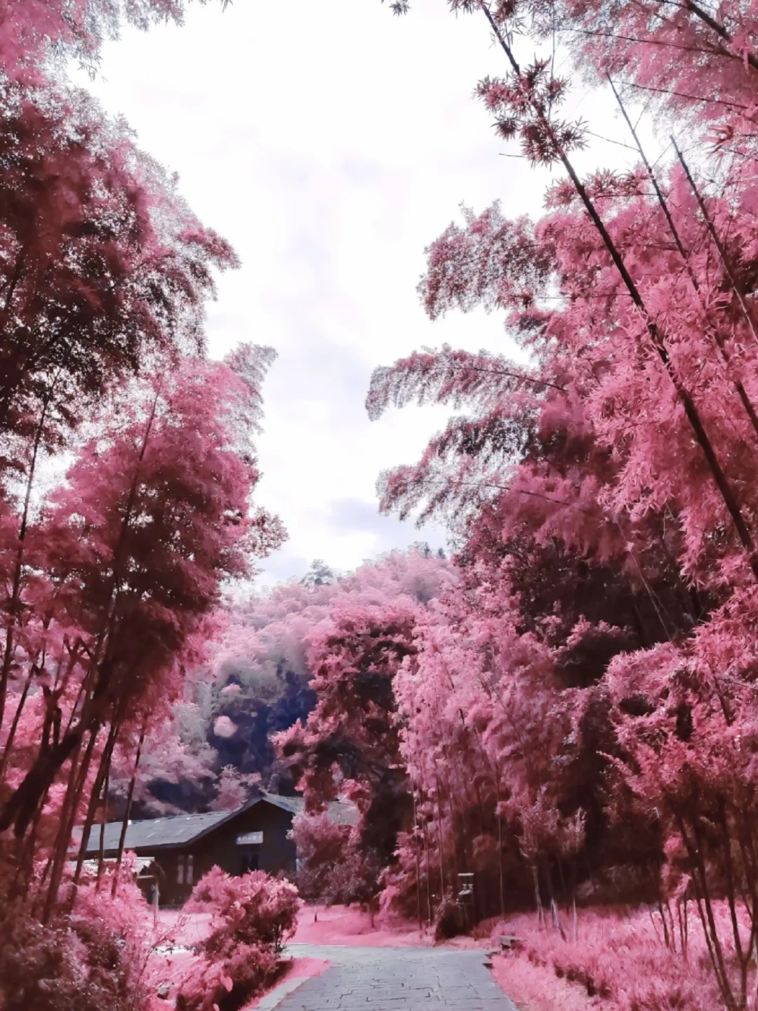 🌸长沙出发1h！常德桃花源小众秘境攻略