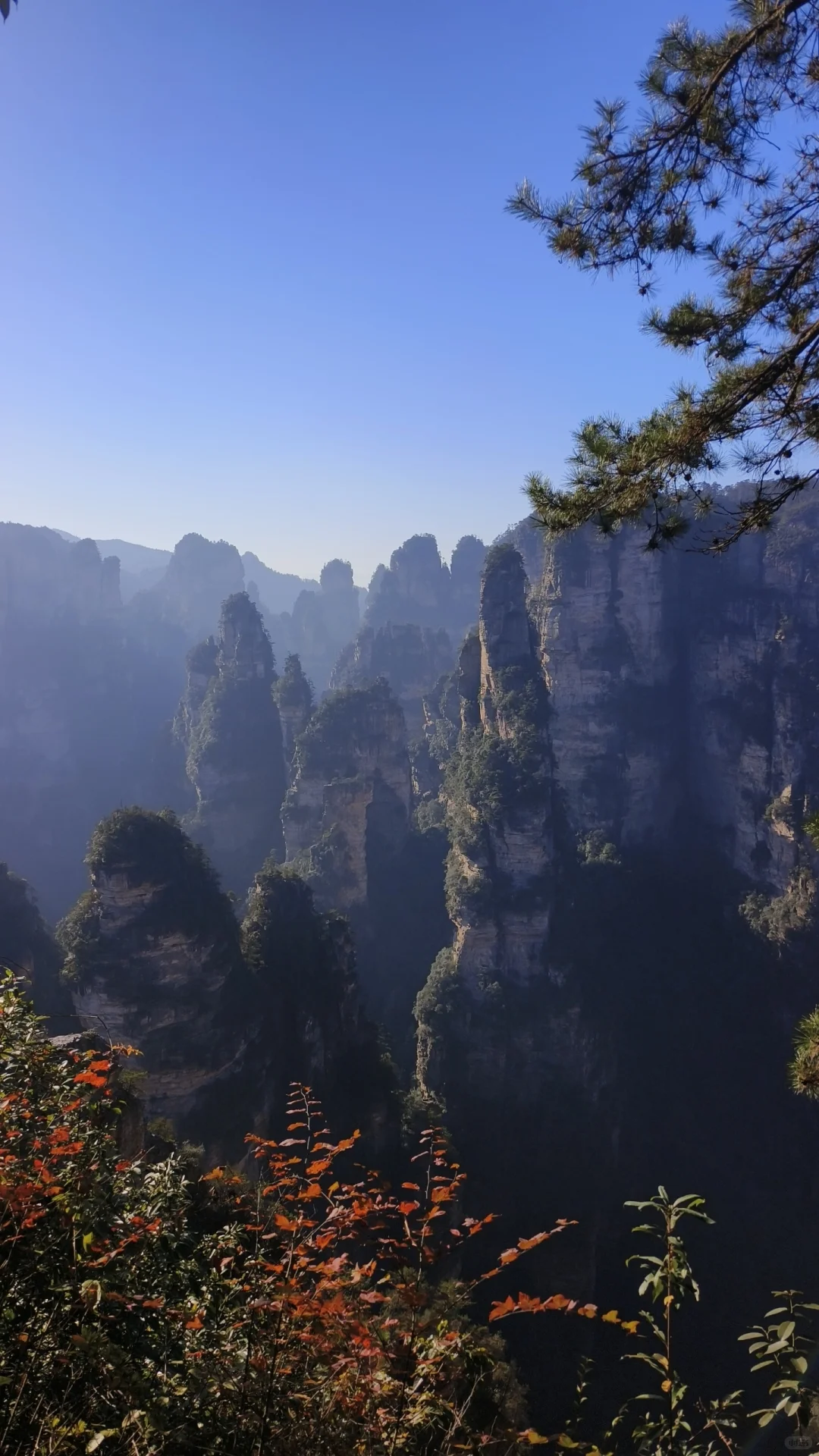 想去张家界国家森林公园的可以来看看