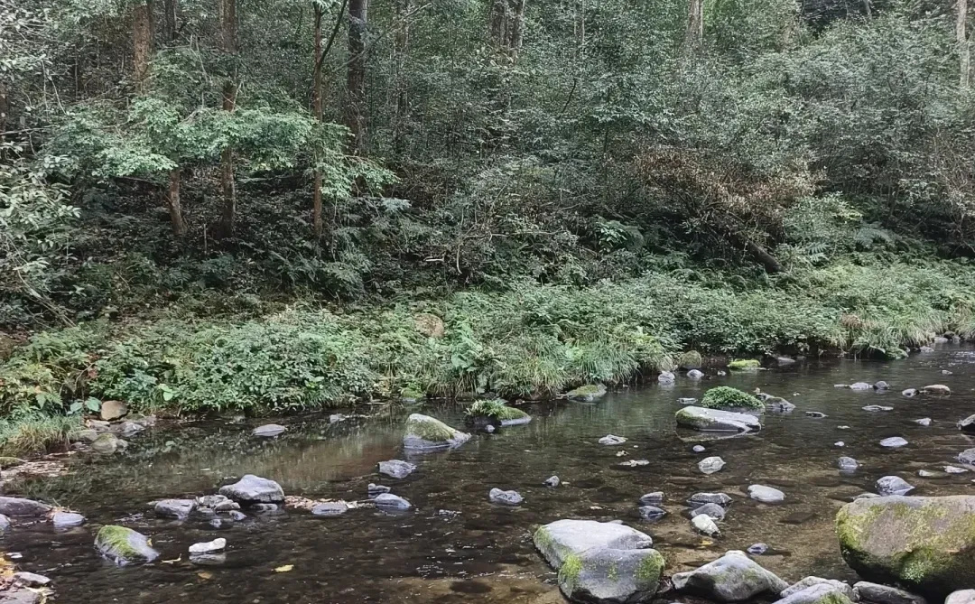 想去张家界国家森林公园的可以来看看
