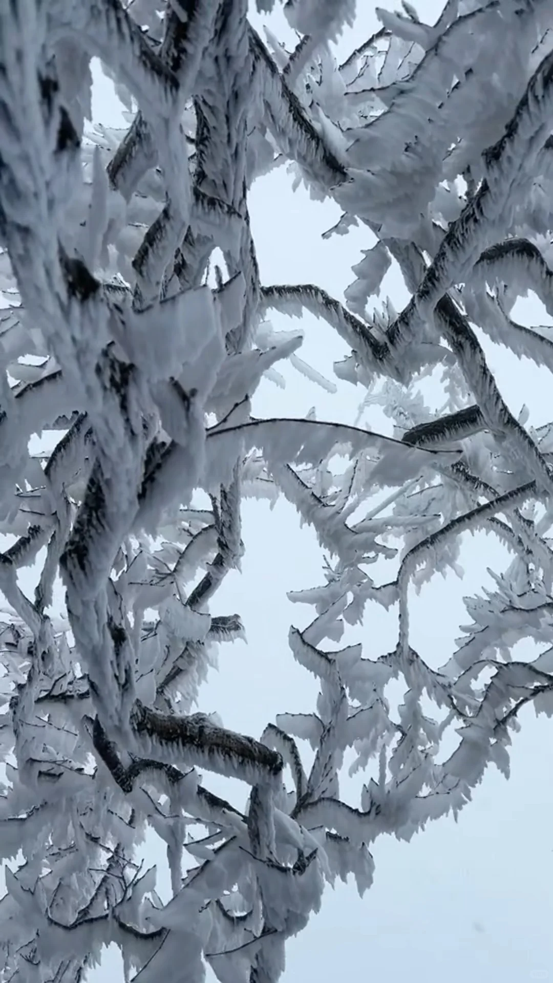 广东的朋友们，不来张家界看漂亮雪❄️吗