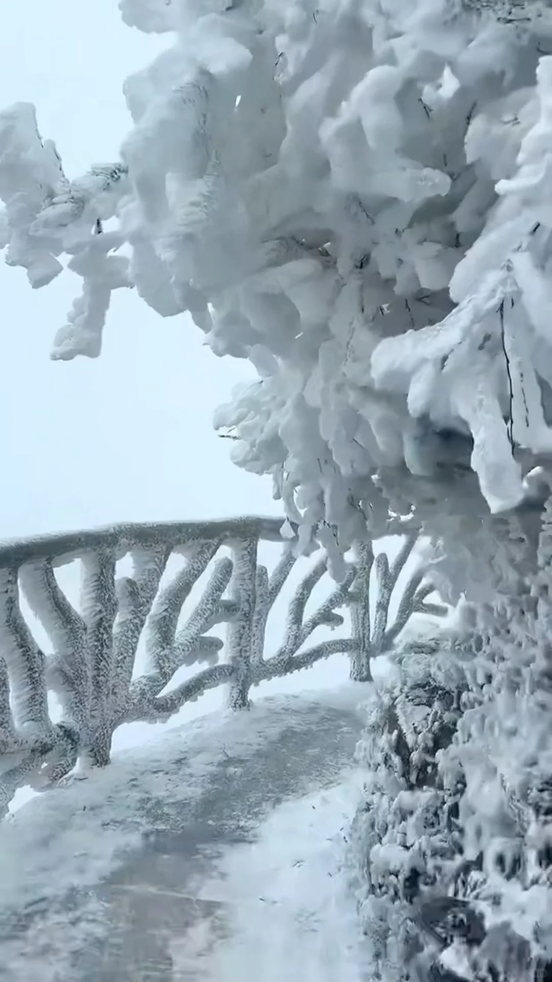 广东的朋友们，不来张家界看漂亮雪❄️吗