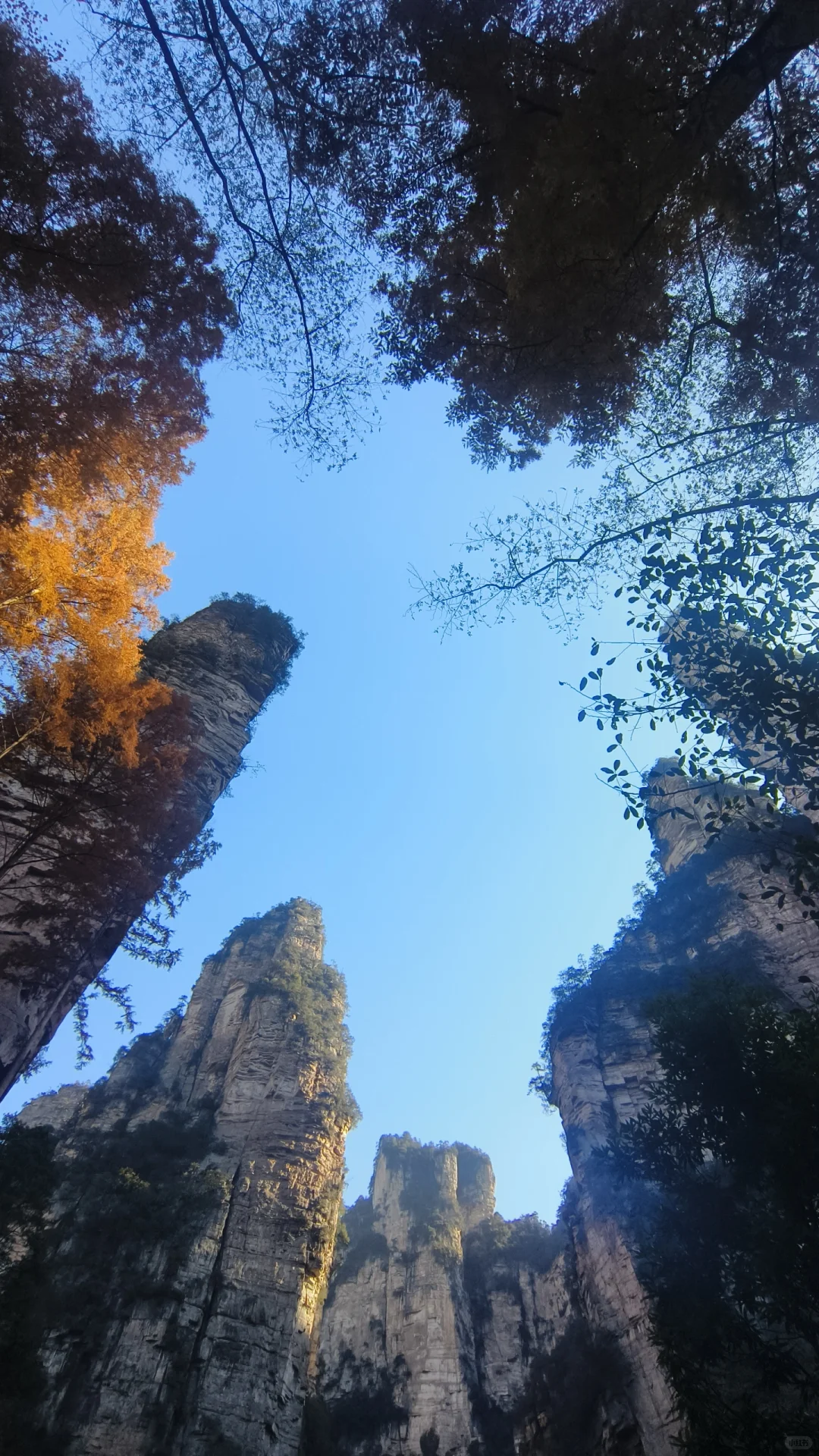 想去张家界国家森林公园的可以来看看