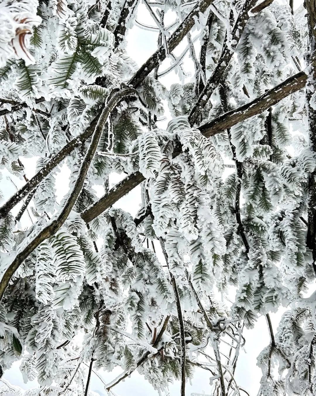 天门山的初雪❄️