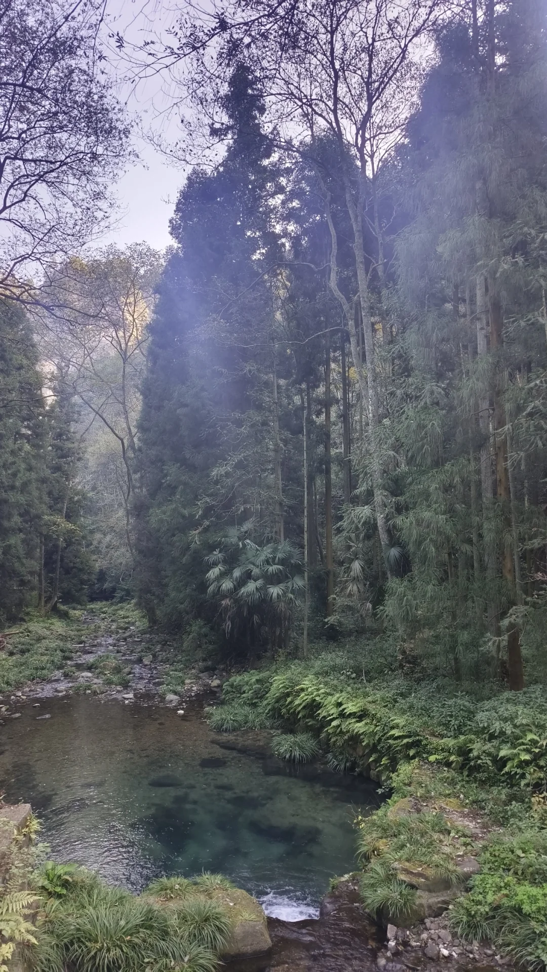 想去张家界国家森林公园的可以来看看