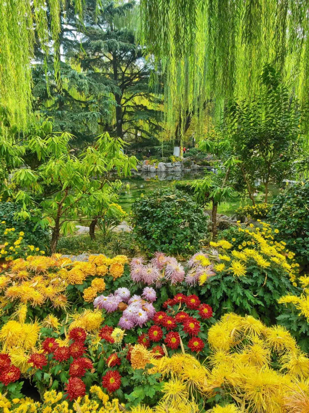 11.15的济南趵突泉 美不胜收