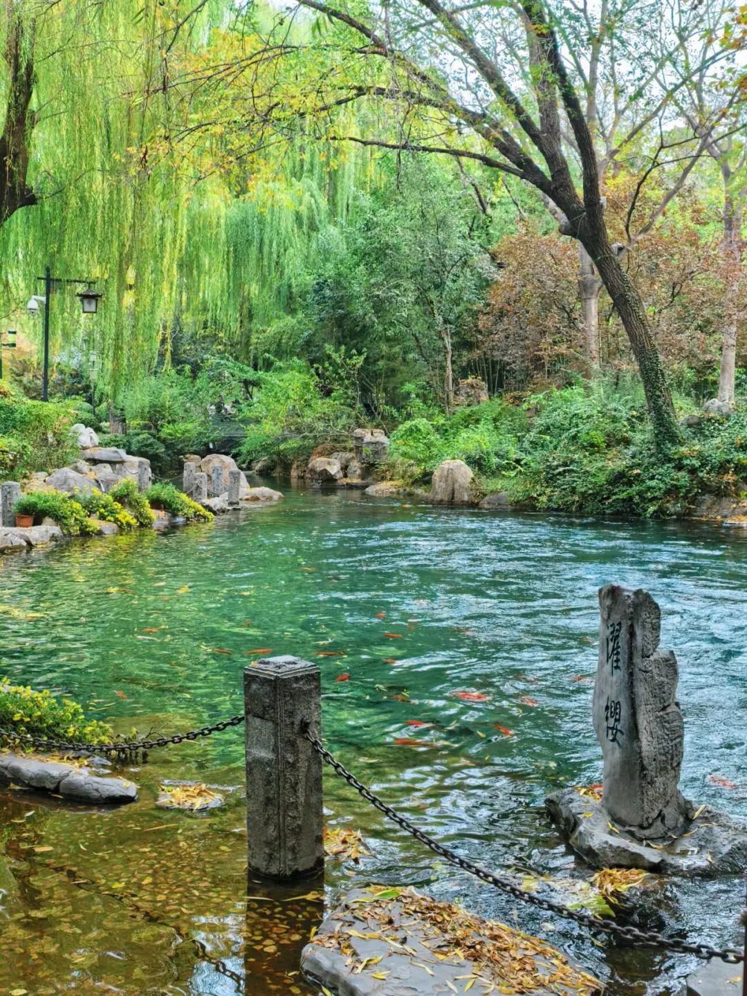 11.15的济南趵突泉 美不胜收