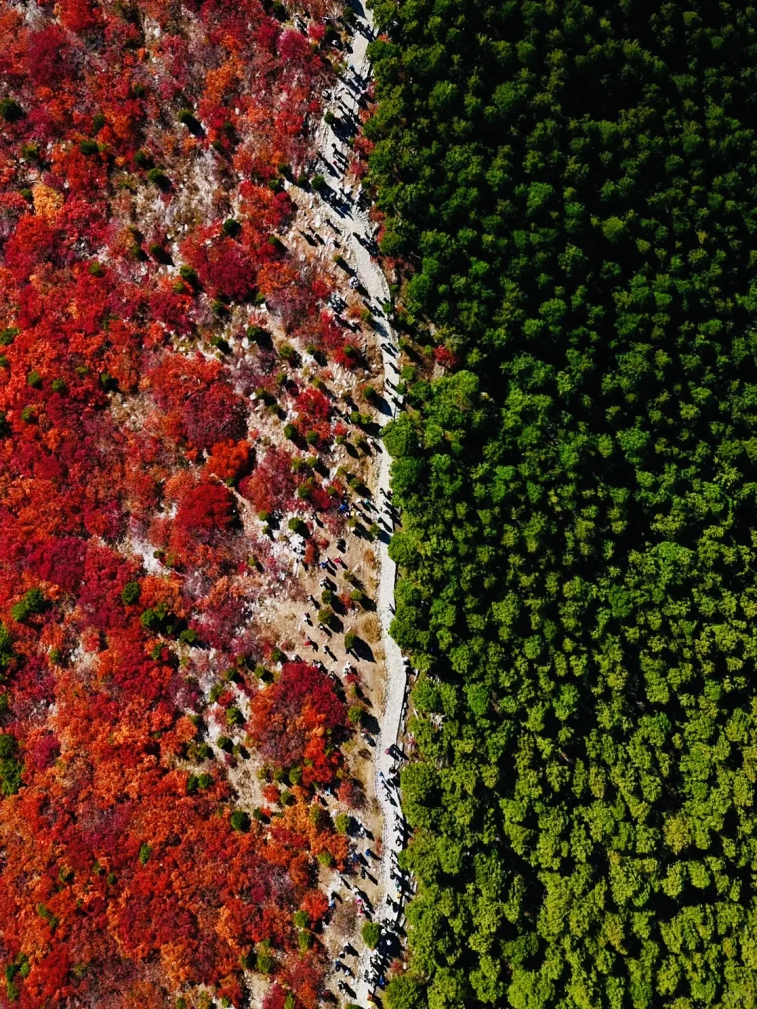 济南的秋天真的杀疯了！附地址！超全攻略。。。