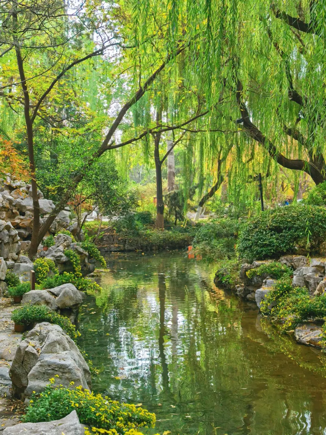 11.15的济南趵突泉 美不胜收