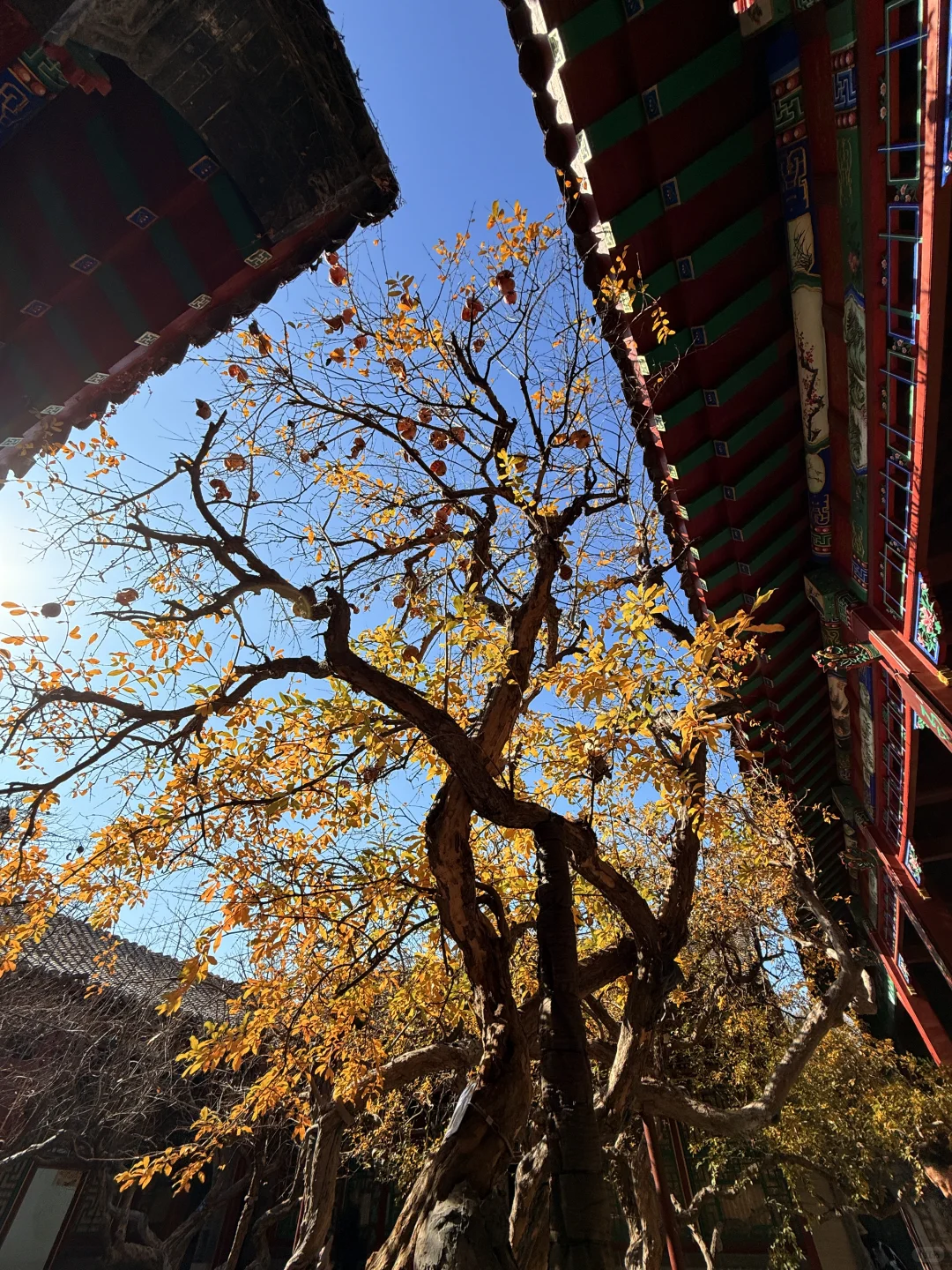 济南的冬天是响晴的