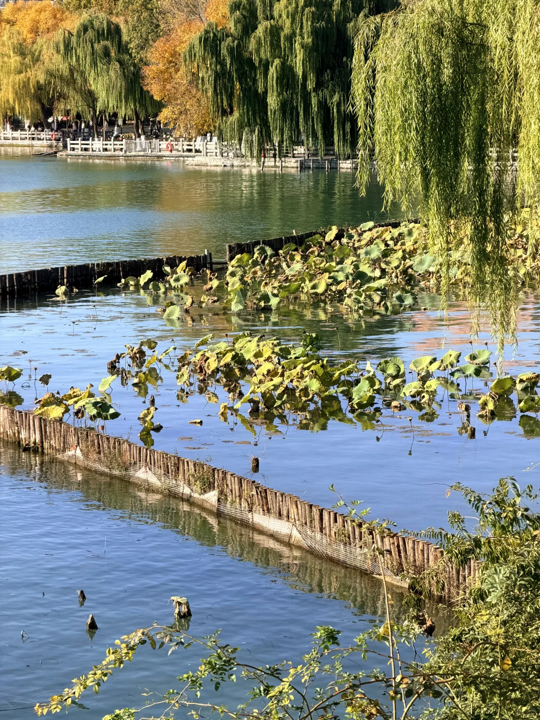 济南的秋天真的杀疯了！附地址！超全攻略。。。