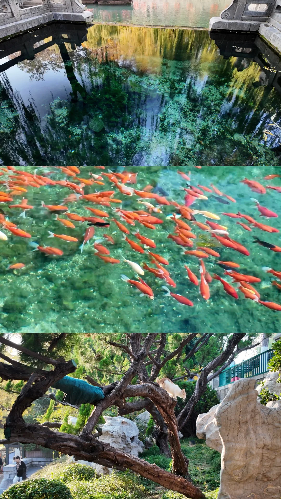 跟风成功！！济南的泉水果然不一般。。。。