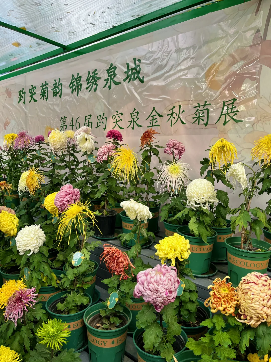 11.15📍济南现状（已老实）内容很真