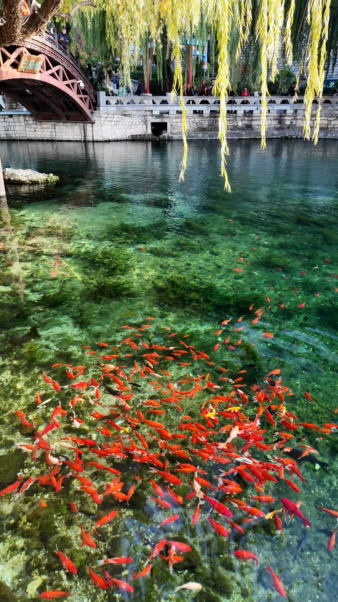 跟风成功！！济南的泉水果然不一般。。。。