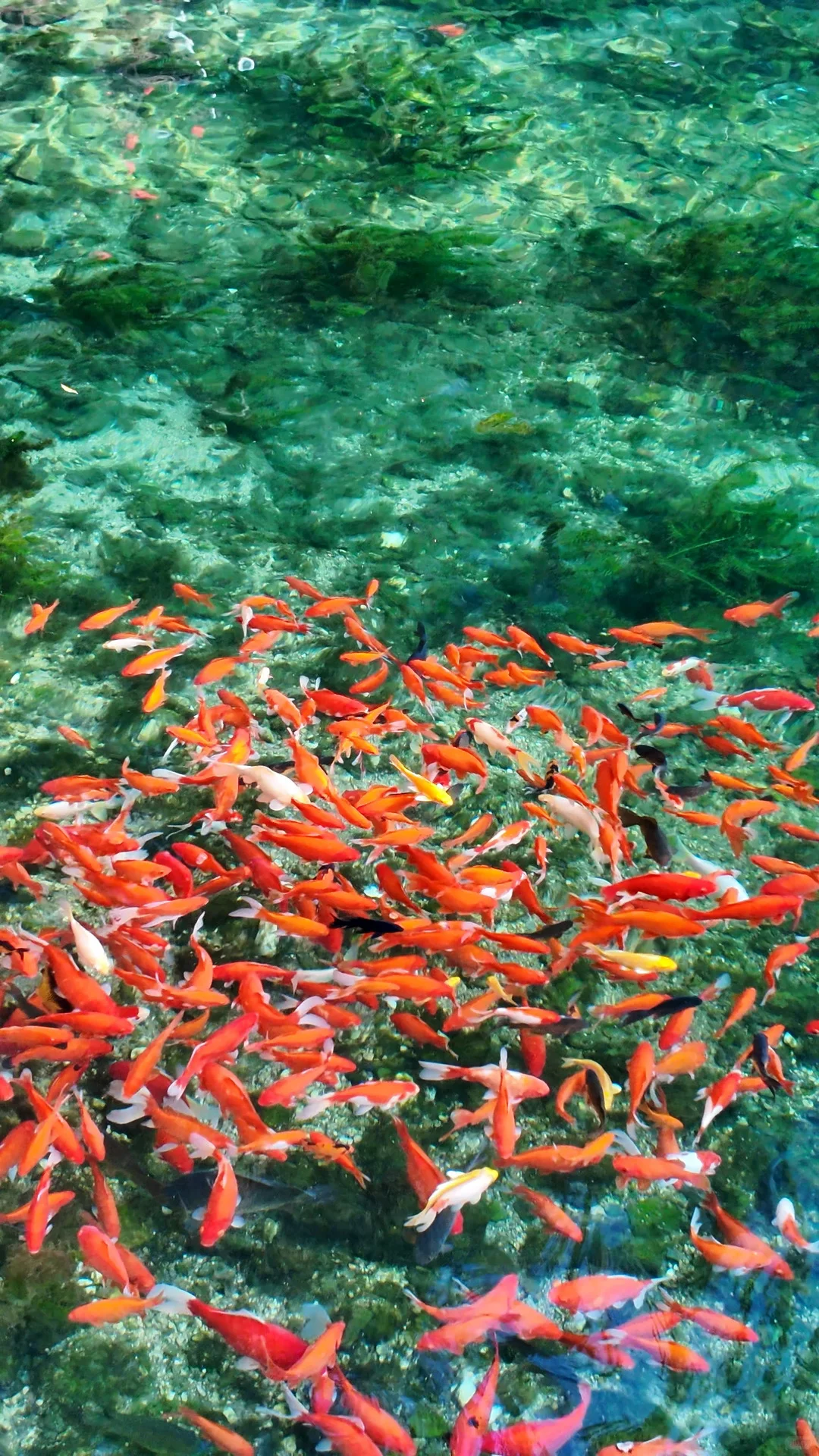 跟风成功！！济南的泉水果然不一般。。。。