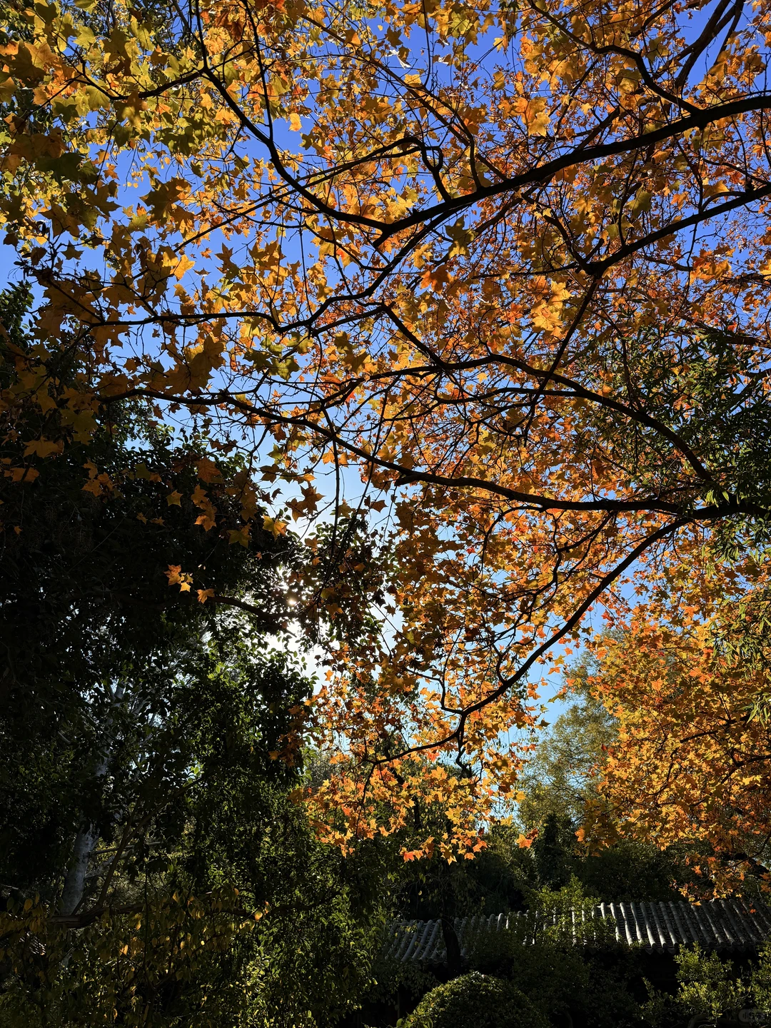 济南的冬天是响晴的