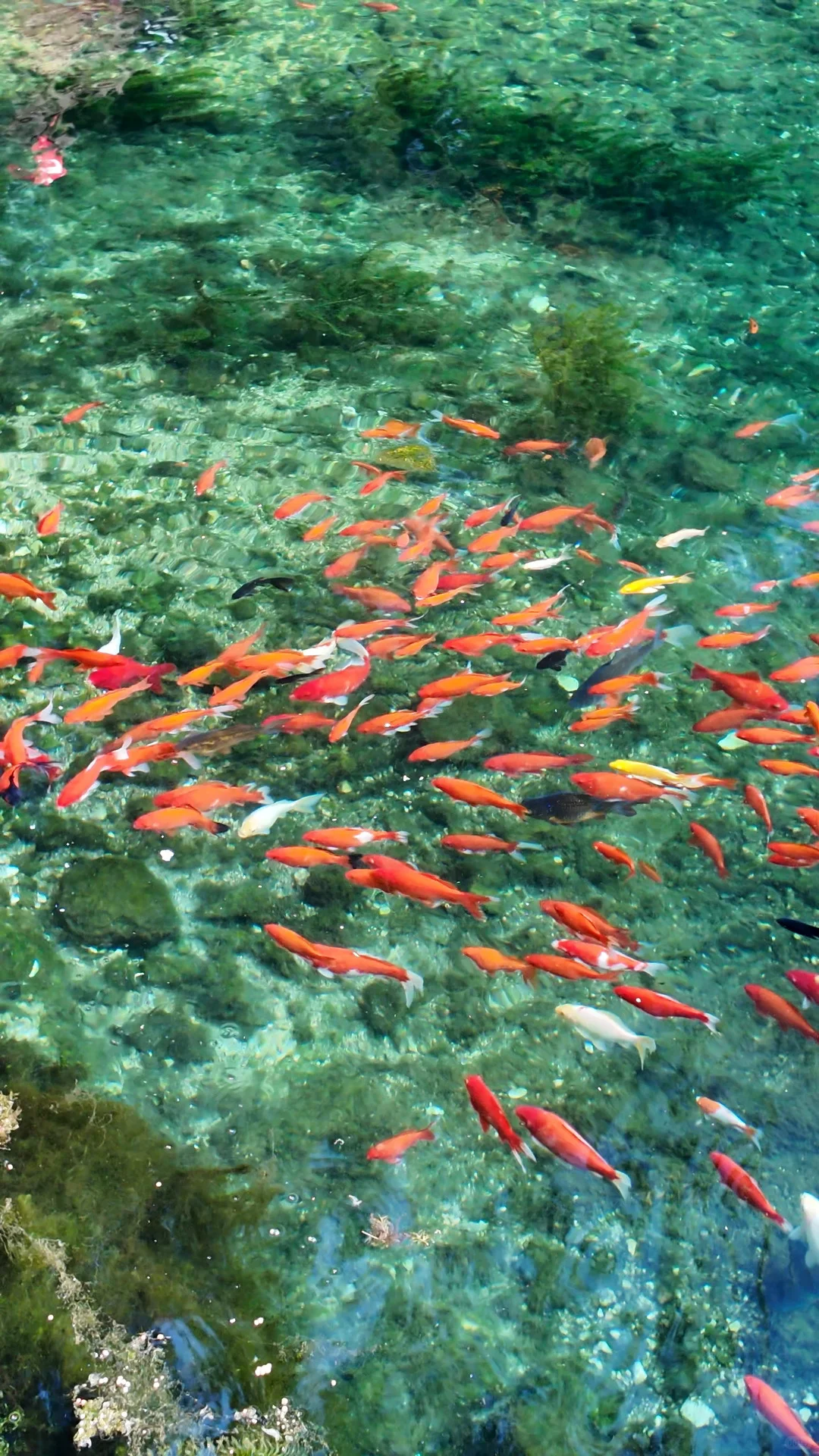 跟风成功！！济南的泉水果然不一般。。。。