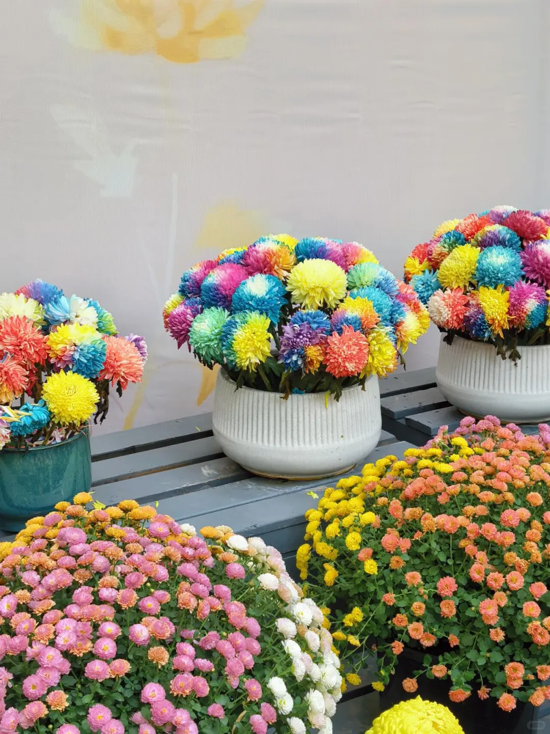 11.15的济南趵突泉 美不胜收