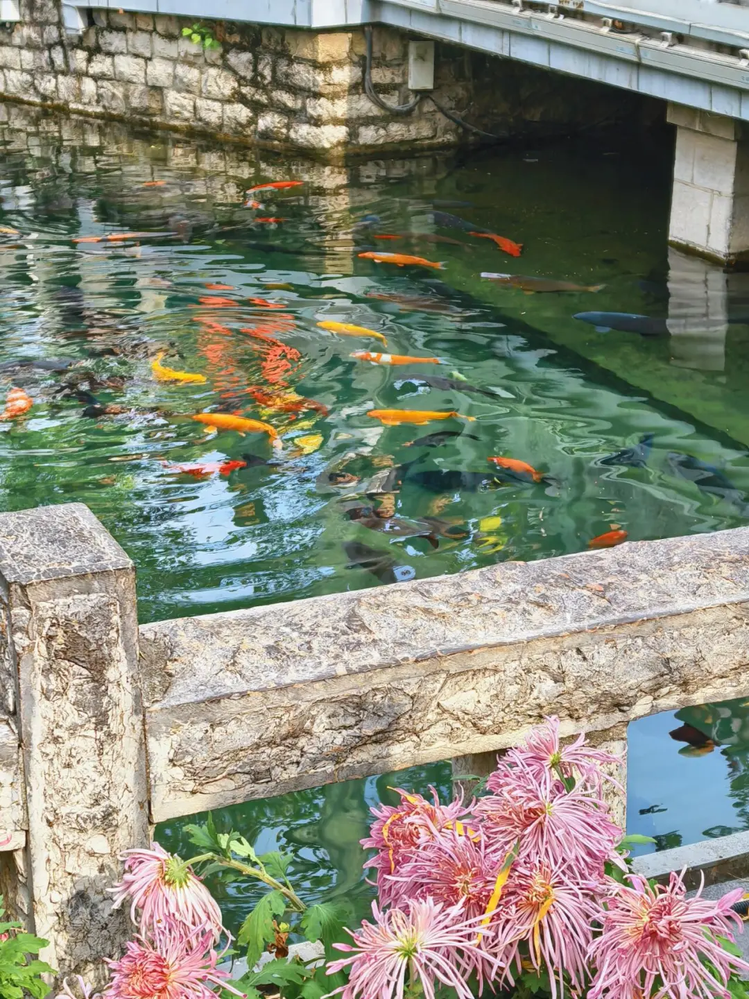 11.15的济南趵突泉 美不胜收