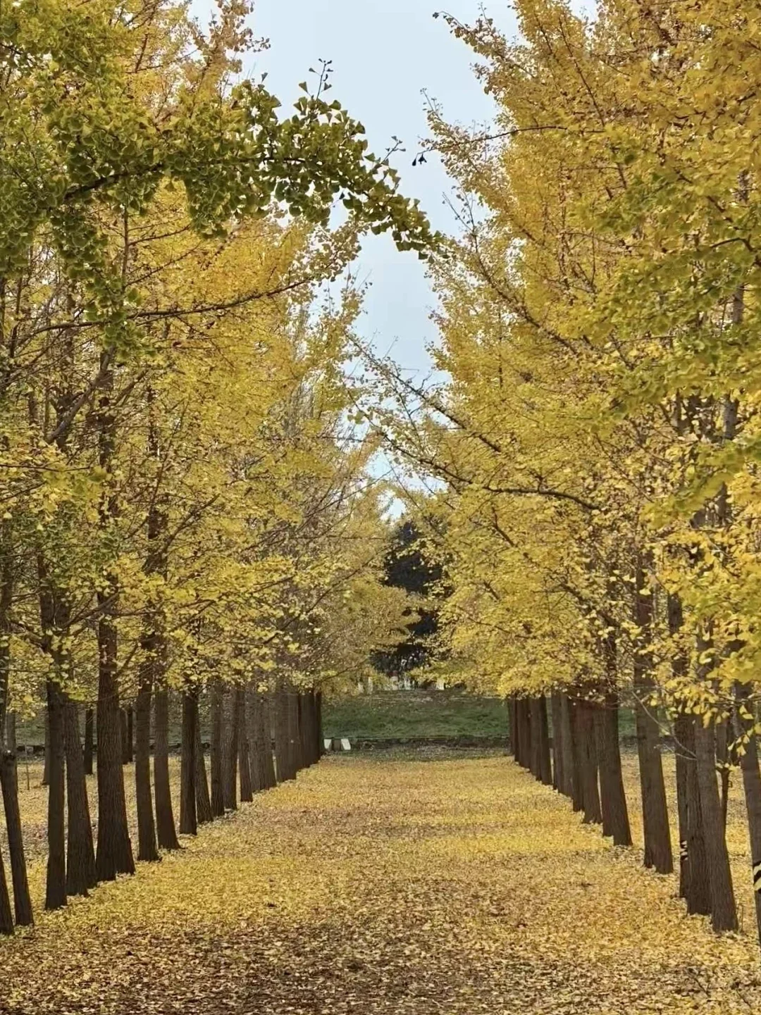 济南的秋天真的杀疯了！附地址！超全攻略。。。